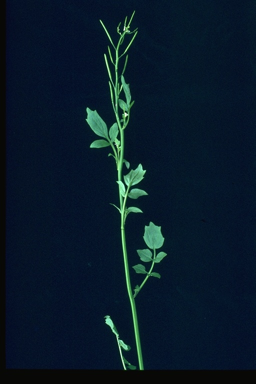 Cardamine oligosperma Cardamine oligosperma