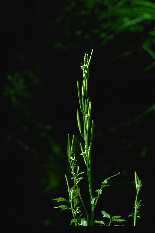 Cardamine oligosperma Cardamine oligosperma