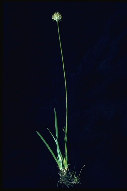 Eriophorum crinigerum