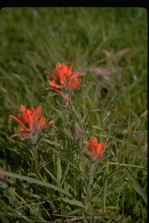 Castilleja affinis Castilleja affinis