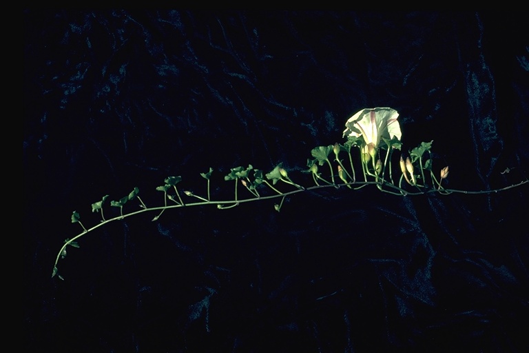 Calystegia purpurata ssp. saxicola