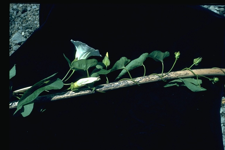 Calystegia sepium ssp. limnophila