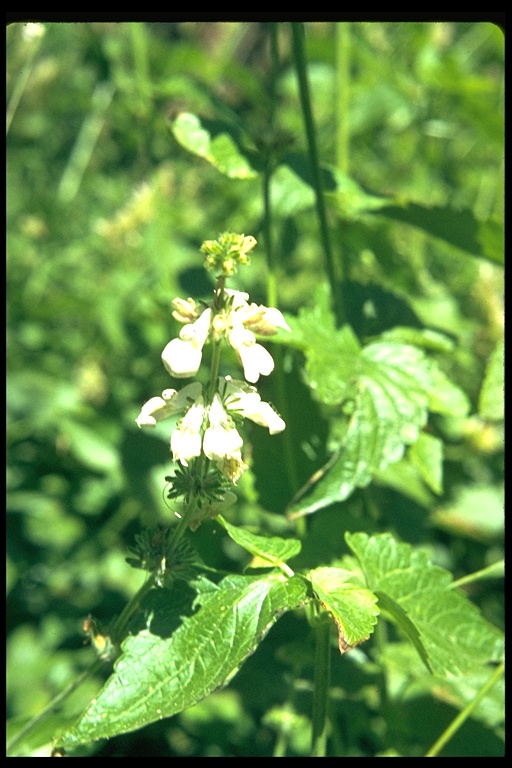 Collinsia tinctoria Collinsia tinctoria