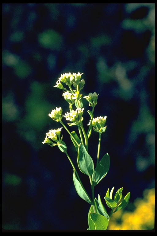 Comandra umbellata Comandra umbellata