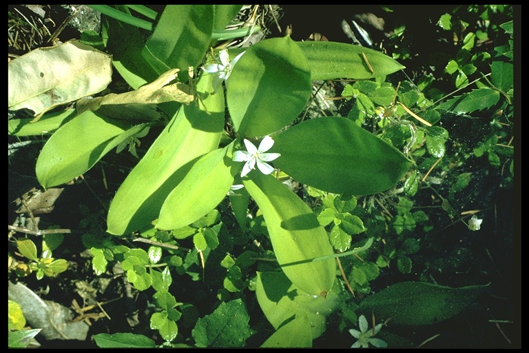 Clintonia uniflora