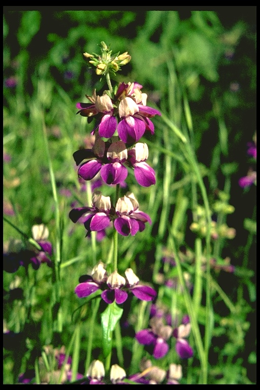 Collinsia heterophylla Collinsia heterophylla