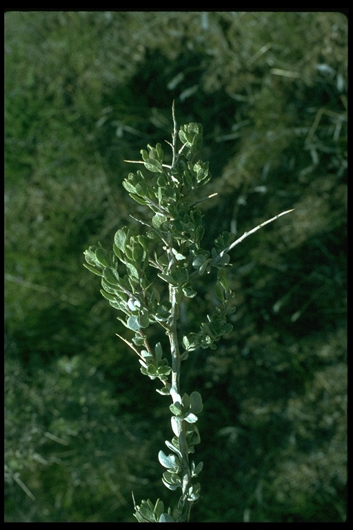 Atriplex confertifolia Atriplex confertifolia