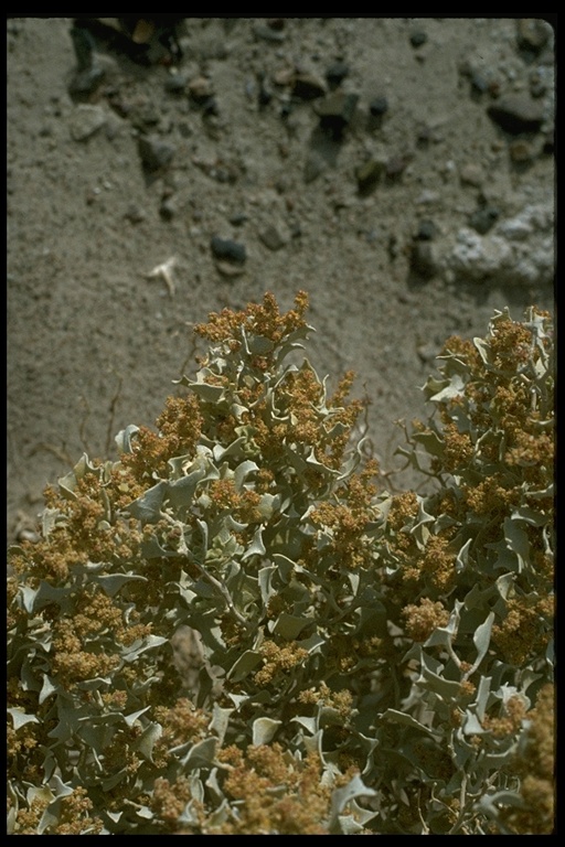 Atriplex hymenelytra