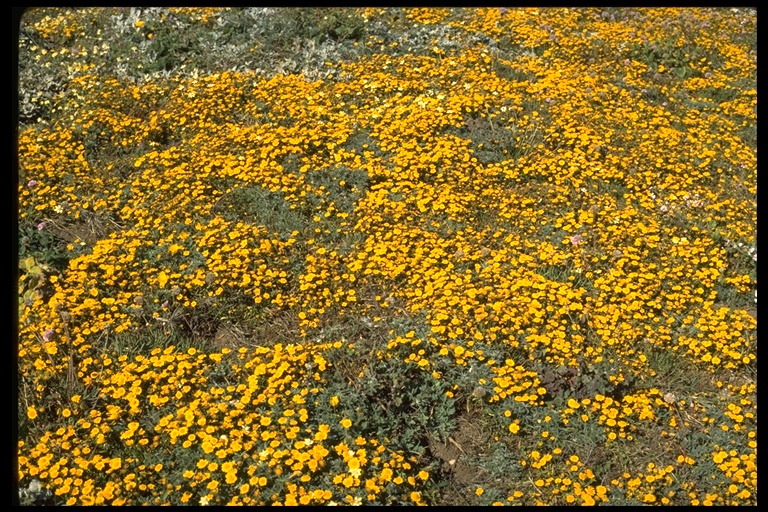 Lasthenia californica Lasthenia californica