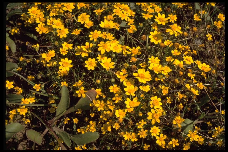 Lasthenia californica ssp. californica Lasthenia californica ssp. californica