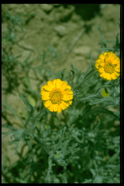 Baileya multiradiata