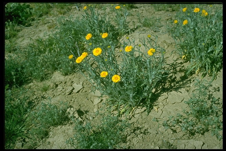 Baileya multiradiata