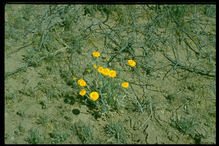 Baileya multiradiata Baileya multiradiata