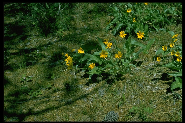 Balsamorhiza deltoidea Balsamorhiza deltoidea