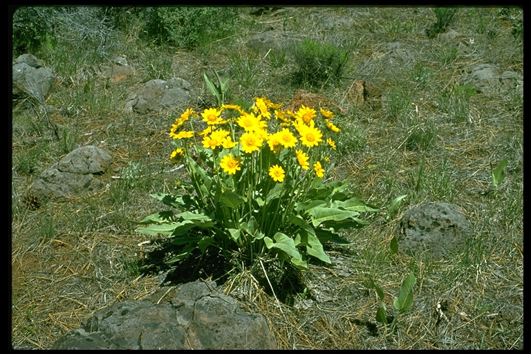 Balsamorhiza deltoidea Balsamorhiza deltoidea