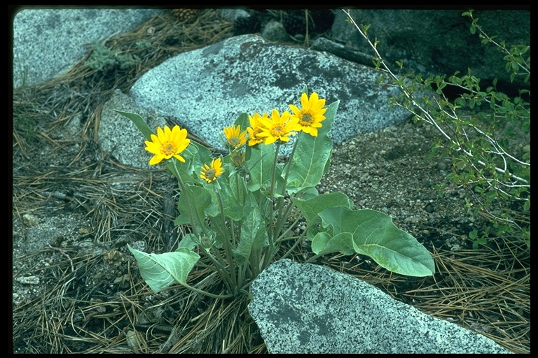 Balsamorhiza deltoidea Balsamorhiza deltoidea