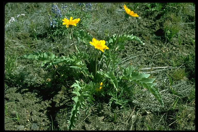 Balsamorhiza macrolepis Balsamorhiza macrolepis