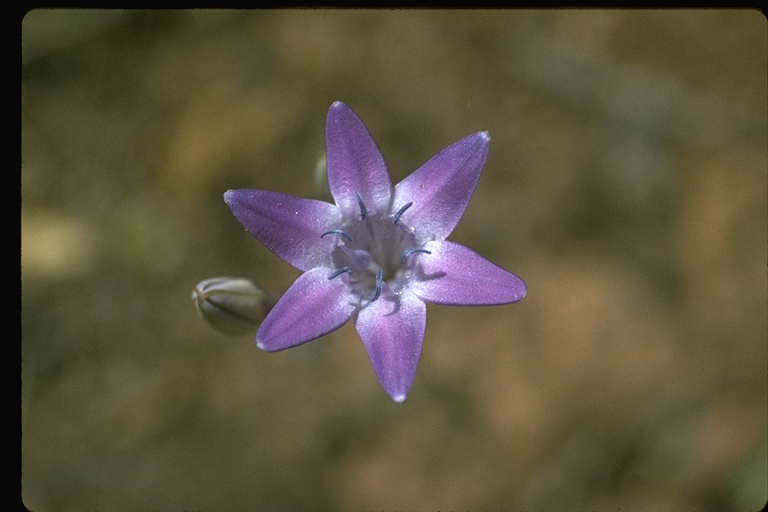 Triteleia bridgesii