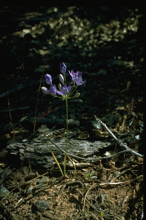 Triteleia bridgesii Triteleia bridgesii