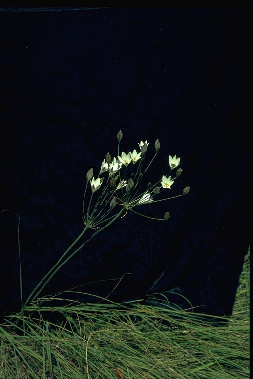 Triteleia peduncularis