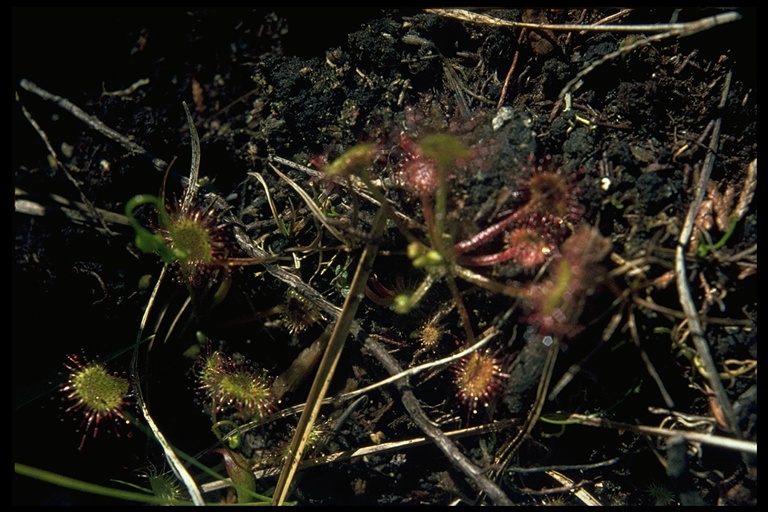 Drosera rotundifolia Drosera rotundifolia
