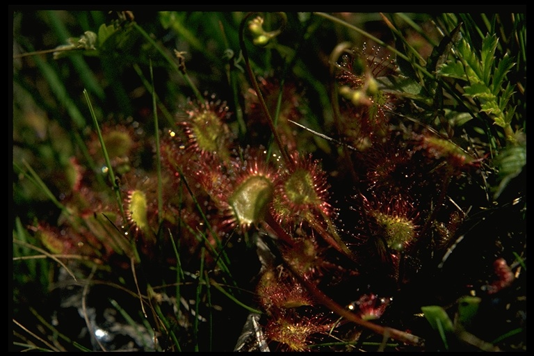 Drosera rotundifolia Drosera rotundifolia