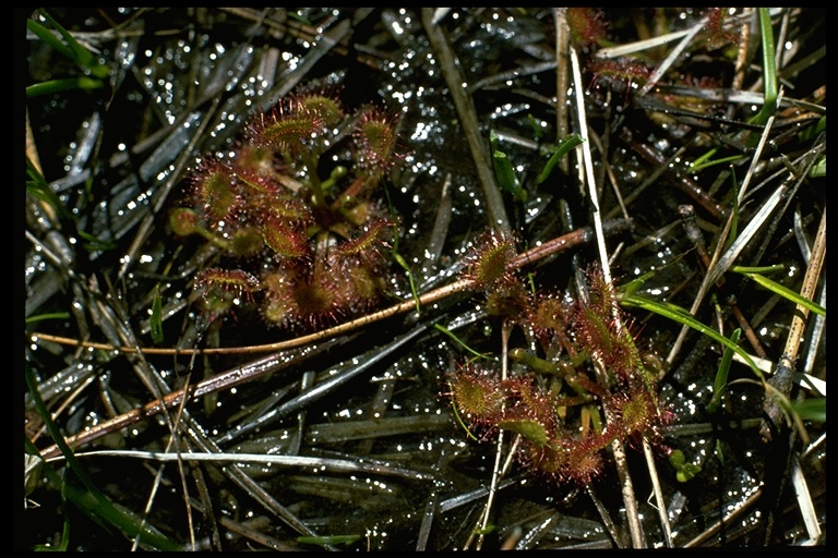Drosera rotundifolia Drosera rotundifolia