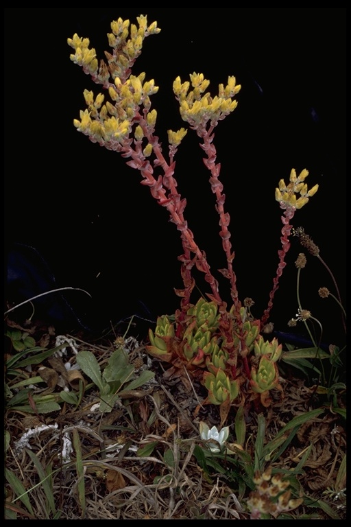 Dudleya farinosa Dudleya farinosa