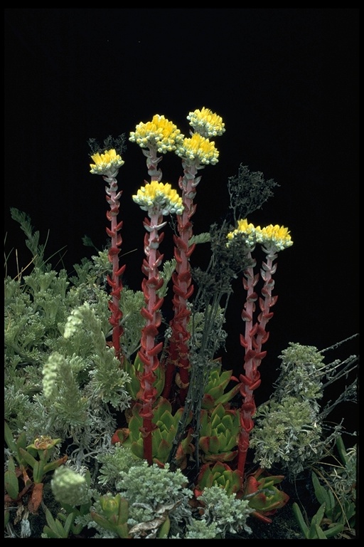Dudleya farinosa Dudleya farinosa