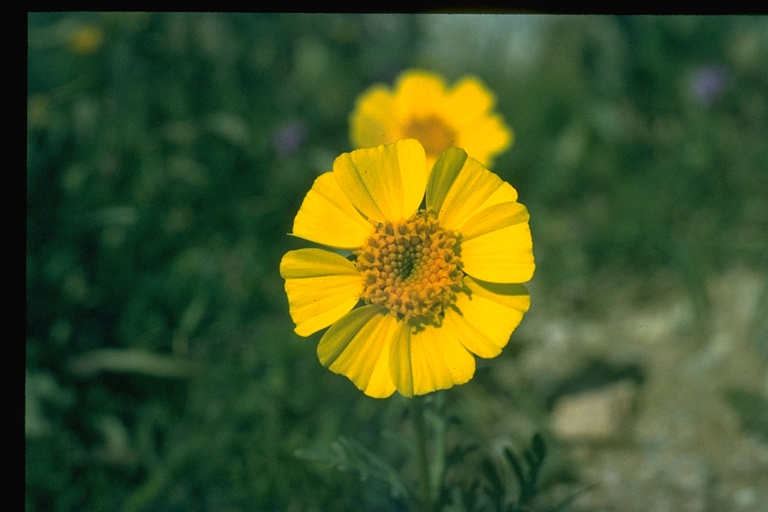 Leptosyne calliopsidea