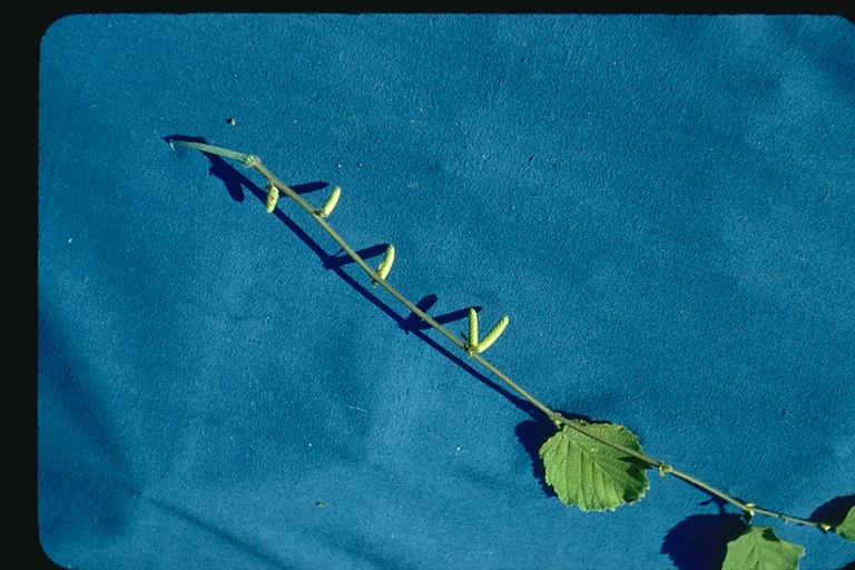 Corylus cornuta ssp. californica