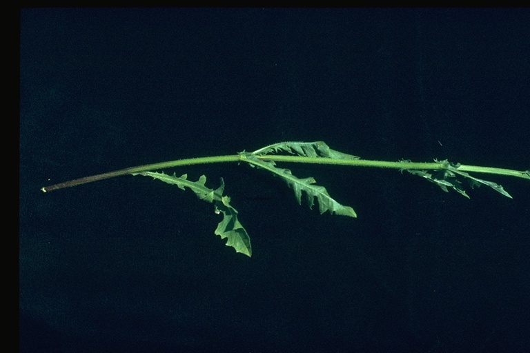 Crepis capillaris