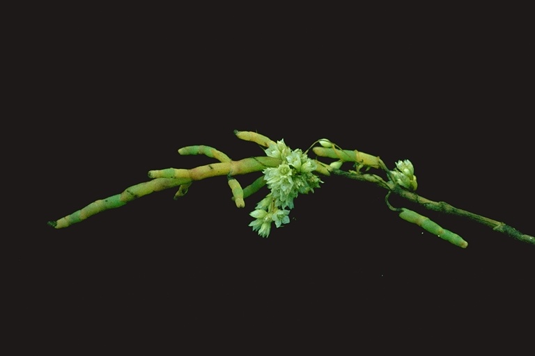 Cuscuta pacifica