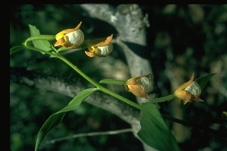 Cypripedium californicum