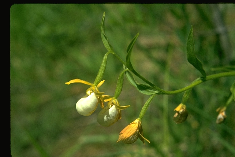 Cypripedium californicum