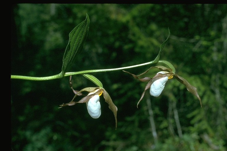 Cypripedium montanum Cypripedium montanum