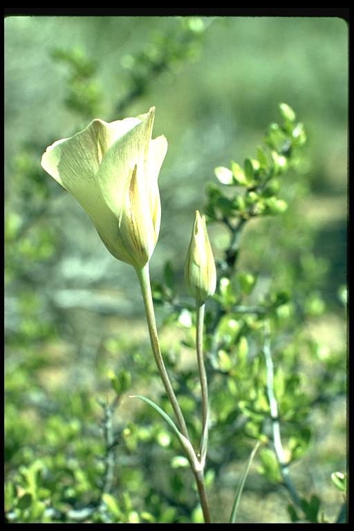 Calochortus nuttallii Calochortus nuttallii