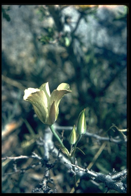 Calochortus nuttallii Calochortus nuttallii