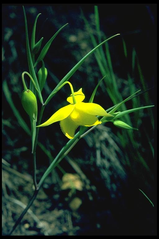 Calochortus pulchellus