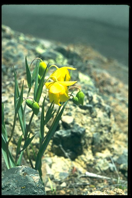 Calochortus amabilis Calochortus amabilis