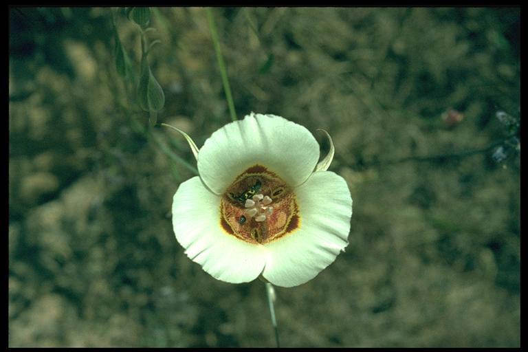 Calochortus superbus