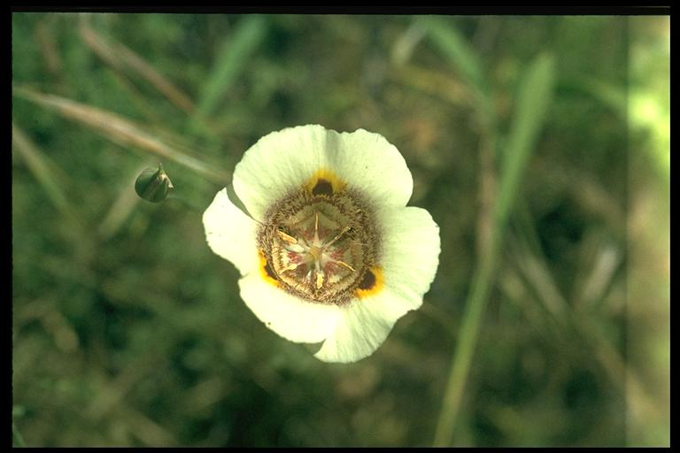 Calochortus superbus