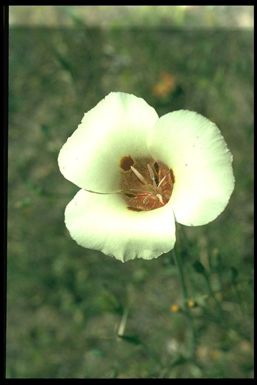 Calochortus superbus
