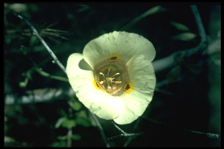 Calochortus superbus Calochortus superbus