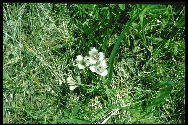 Calochortus tolmiei Calochortus tolmiei
