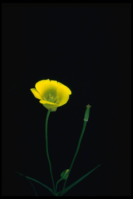 Calochortus clavatus Calochortus clavatus