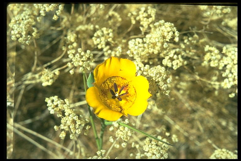 Calochortus clavatus Calochortus clavatus