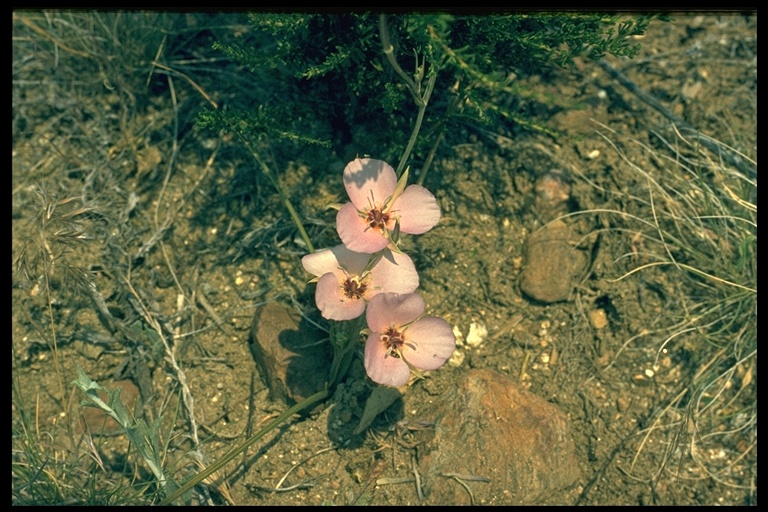 Calochortus invenustus