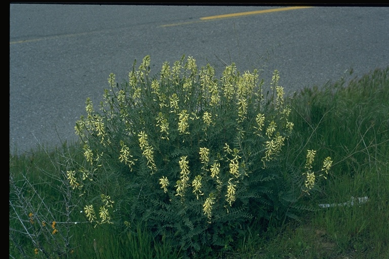 Astragalus douglasii