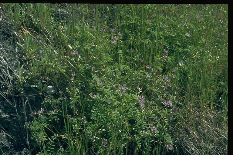 Astragalus rattanii